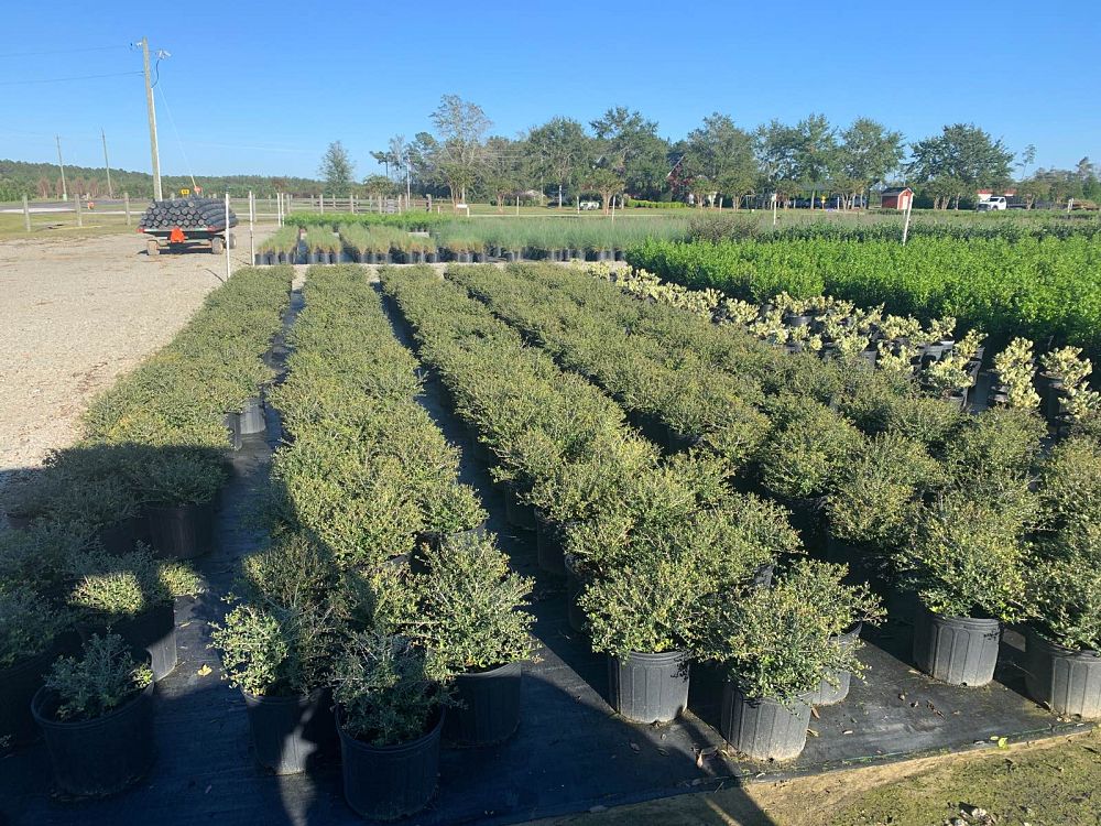 ilex-vomitoria-nana-dwarf-yaupon-holly