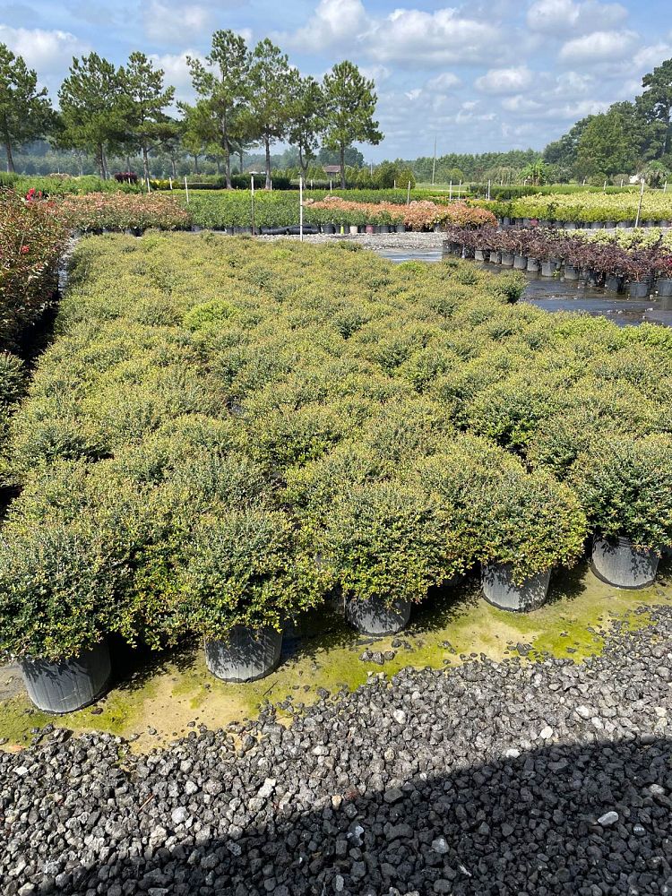 ilex-vomitoria-nana-dwarf-yaupon-holly