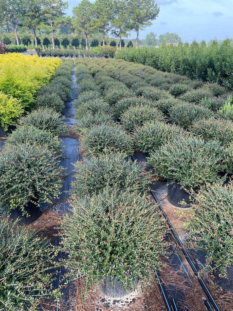 ilex-vomitoria-nana-dwarf-yaupon-holly