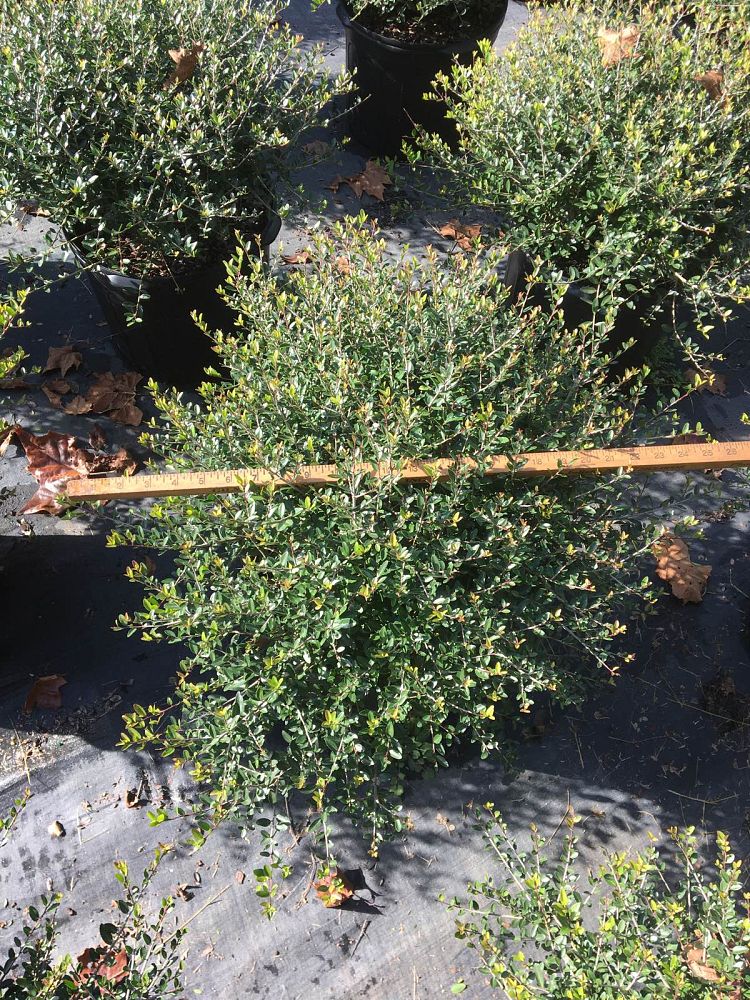 ilex-vomitoria-nana-dwarf-yaupon-holly