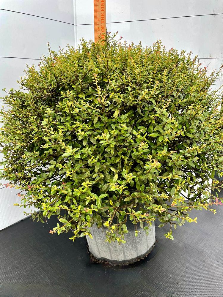 ilex-vomitoria-nana-dwarf-yaupon-holly