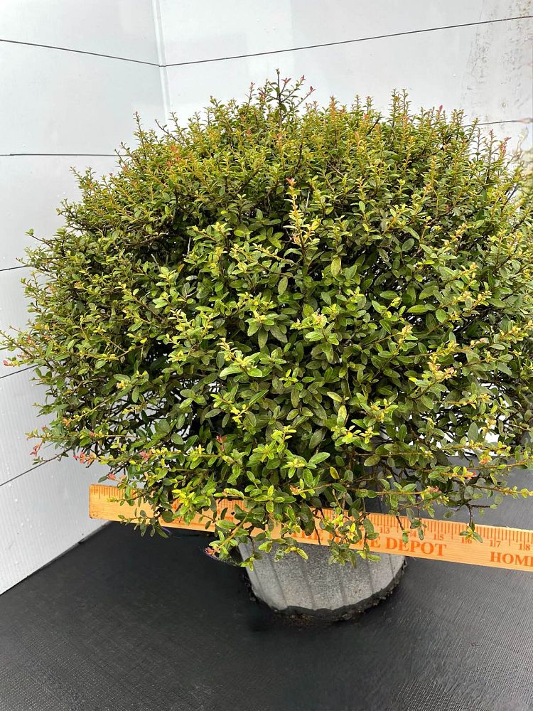 ilex-vomitoria-nana-dwarf-yaupon-holly