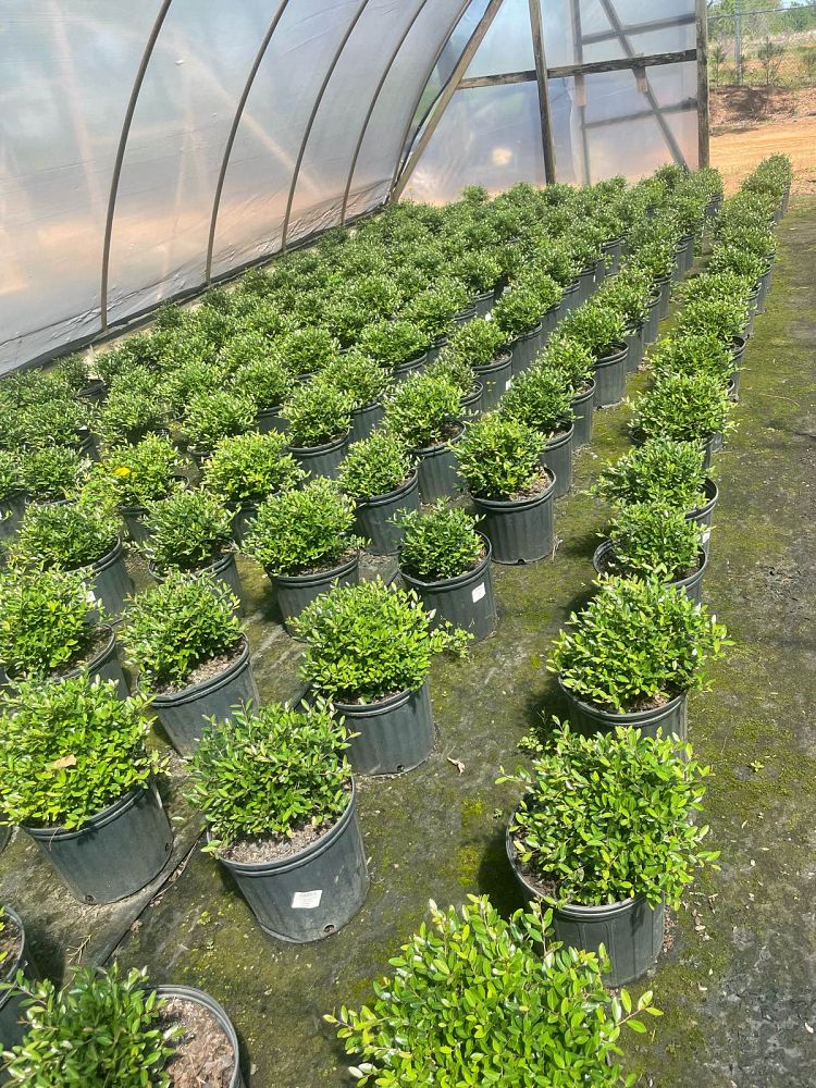 ilex-vomitoria-nana-dwarf-yaupon-holly