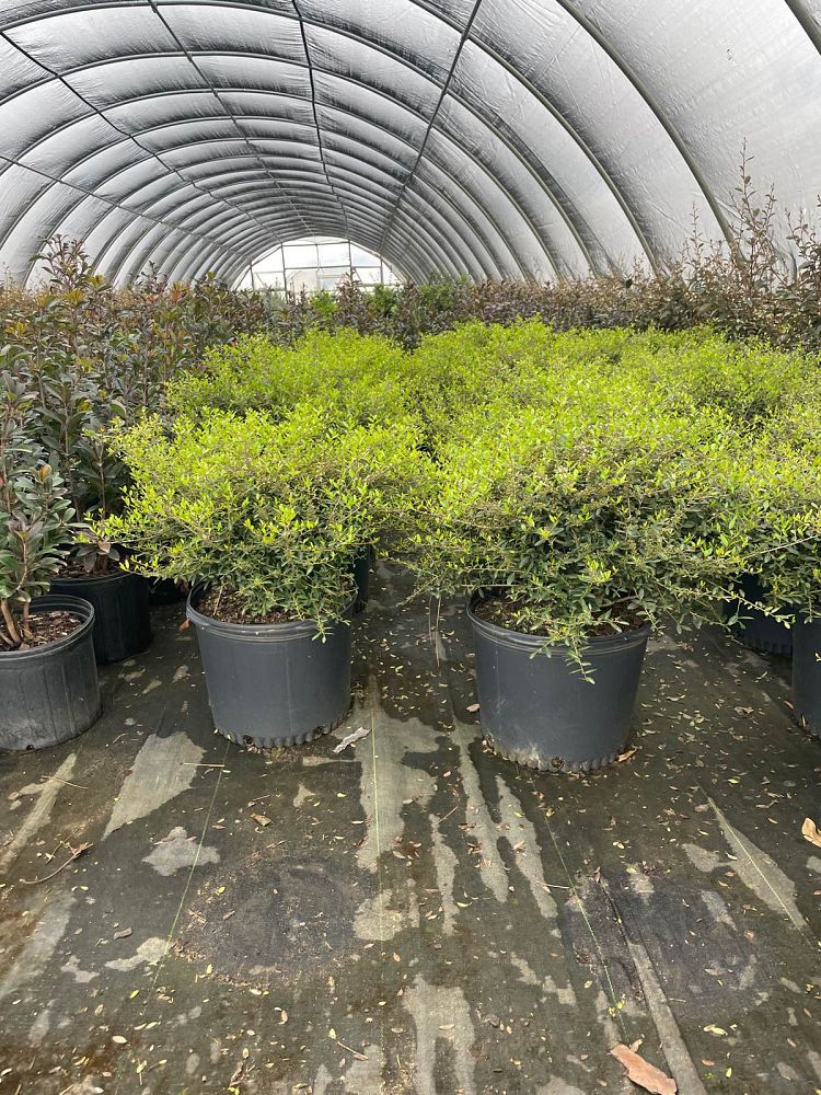 ilex-vomitoria-nana-dwarf-yaupon-holly
