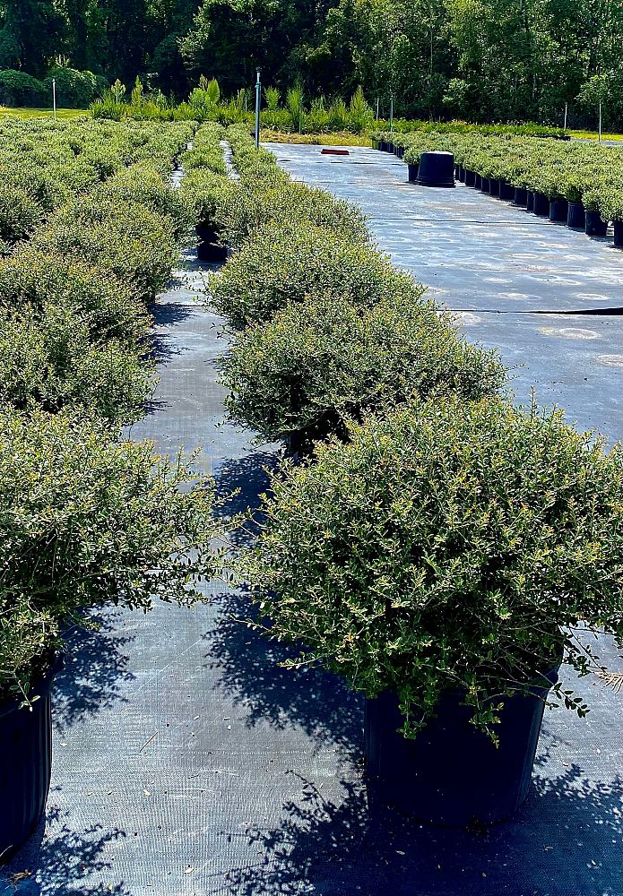 ilex-vomitoria-nana-dwarf-yaupon-holly