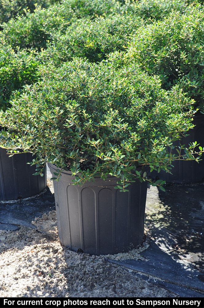 ilex-vomitoria-nana-dwarf-yaupon-holly