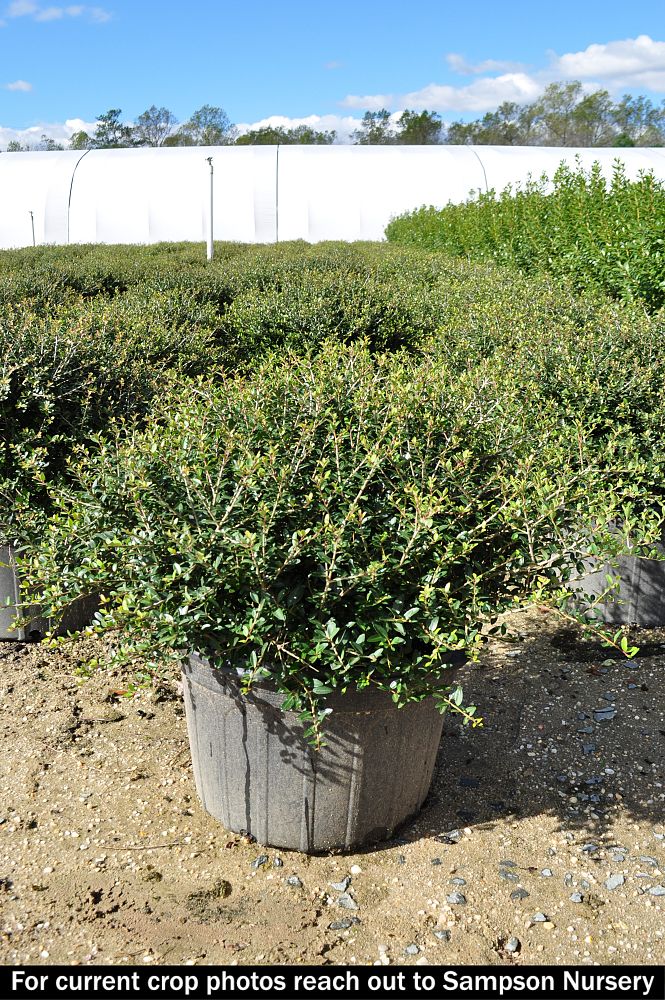 ilex-vomitoria-nana-dwarf-yaupon-holly