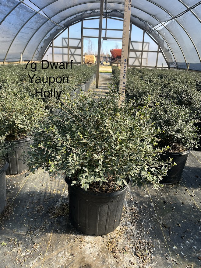 ilex-vomitoria-nana-dwarf-yaupon-holly