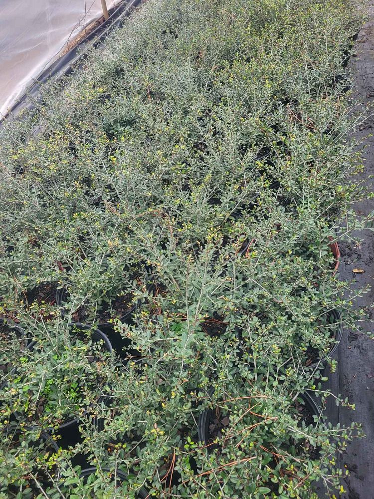 ilex-vomitoria-nana-dwarf-yaupon-holly