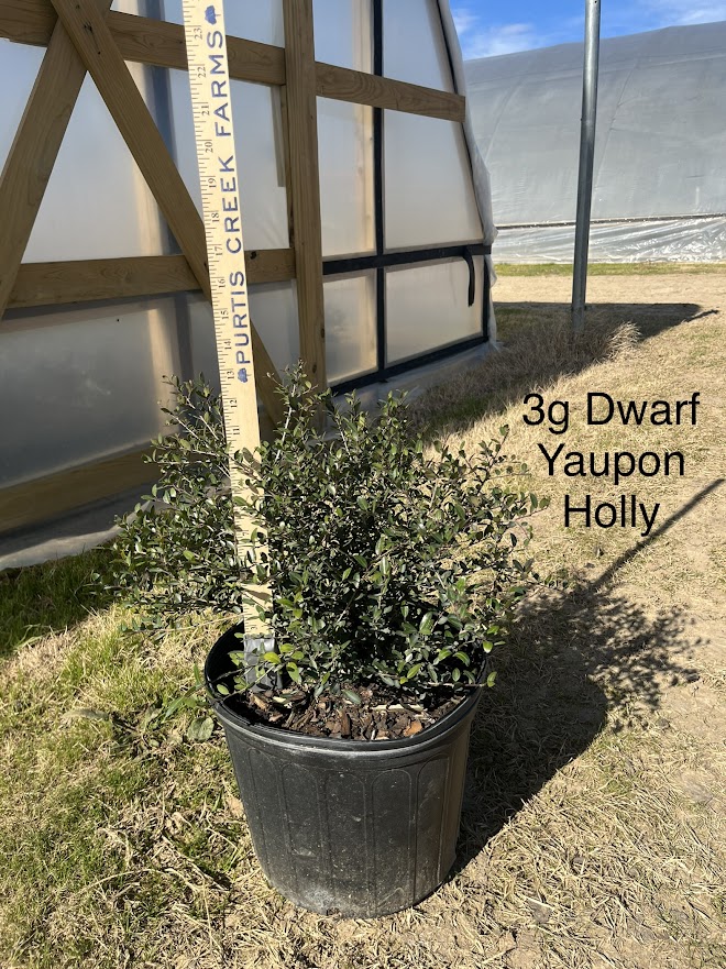 ilex-vomitoria-nana-dwarf-yaupon-holly