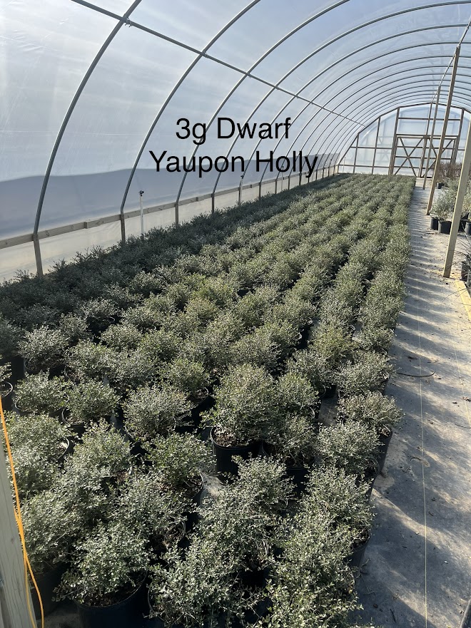 ilex-vomitoria-nana-dwarf-yaupon-holly