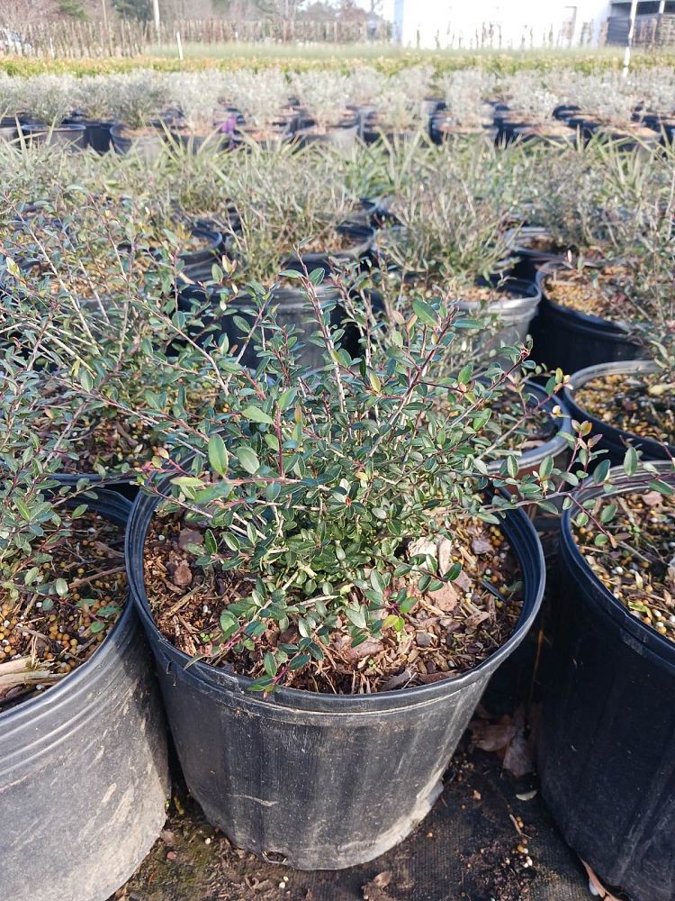 ilex-vomitoria-nana-dwarf-yaupon-holly