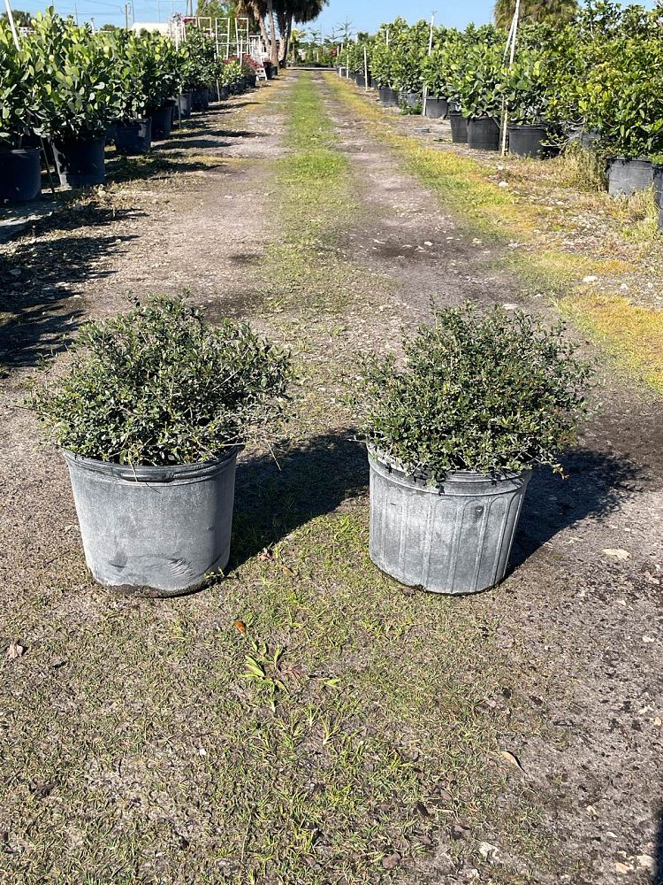 ilex-vomitoria-nana-dwarf-yaupon-holly