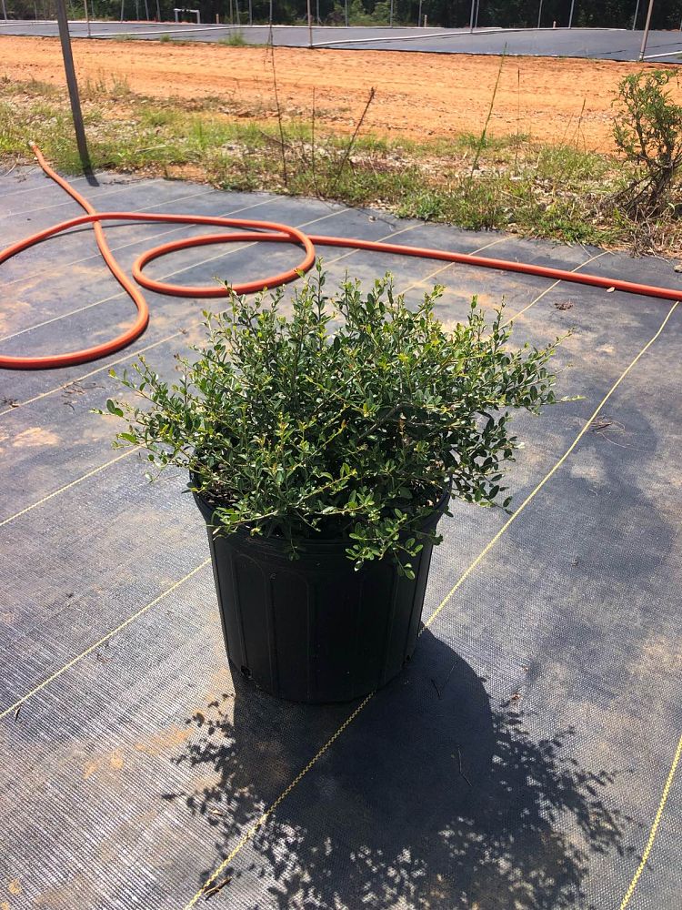 ilex-vomitoria-nana-dwarf-yaupon-holly