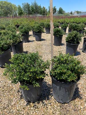 ilex-vomitoria-nana-dwarf-yaupon-holly