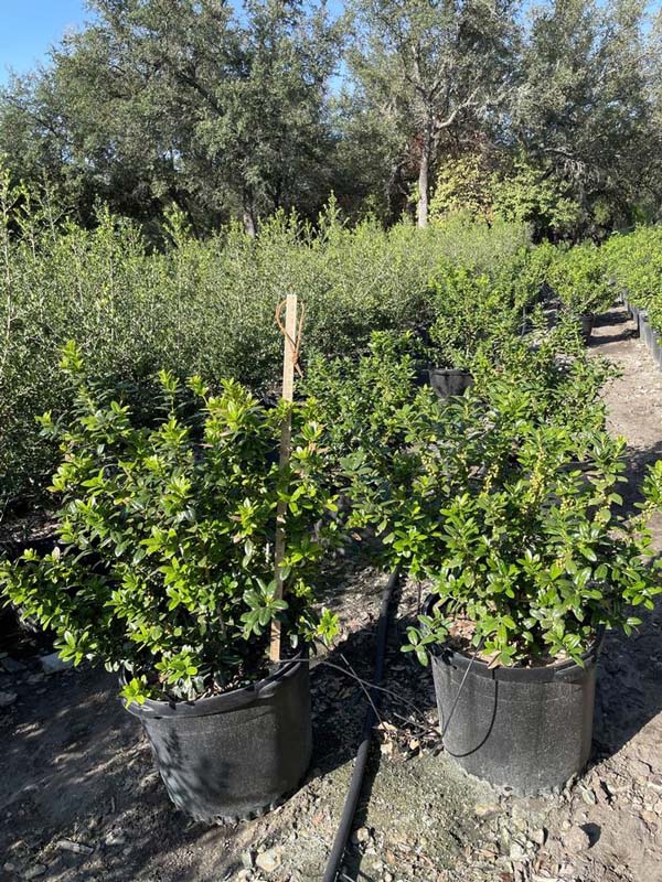 ilex-vomitoria-nana-dwarf-yaupon-holly