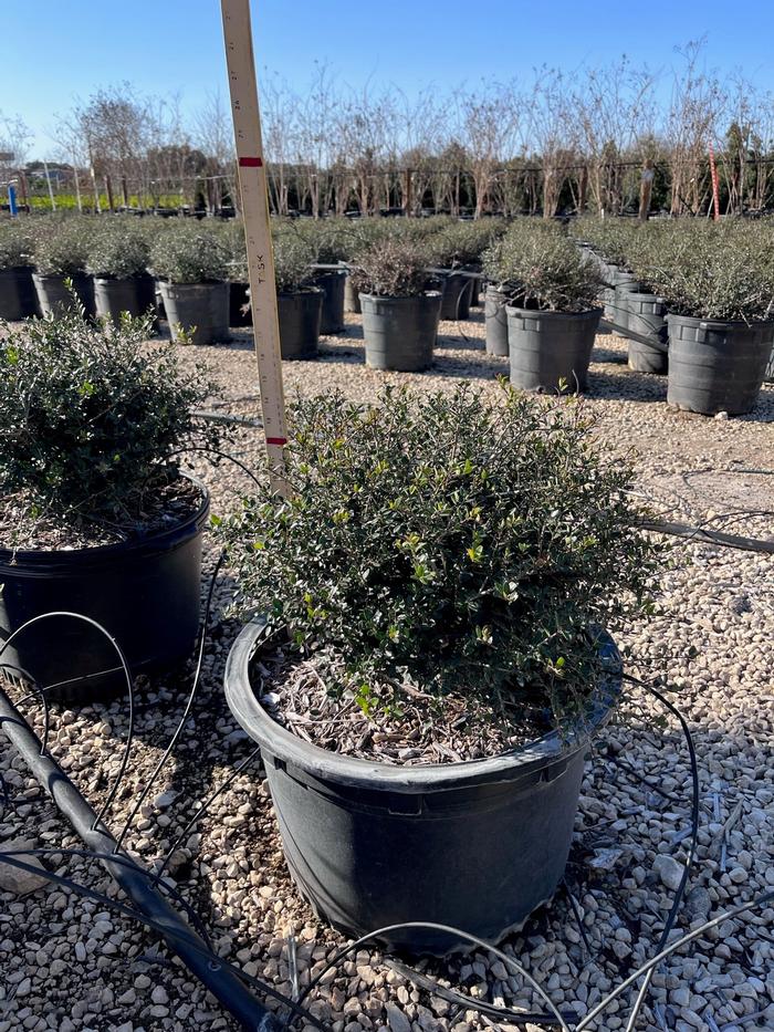 ilex-vomitoria-nana-dwarf-yaupon-holly