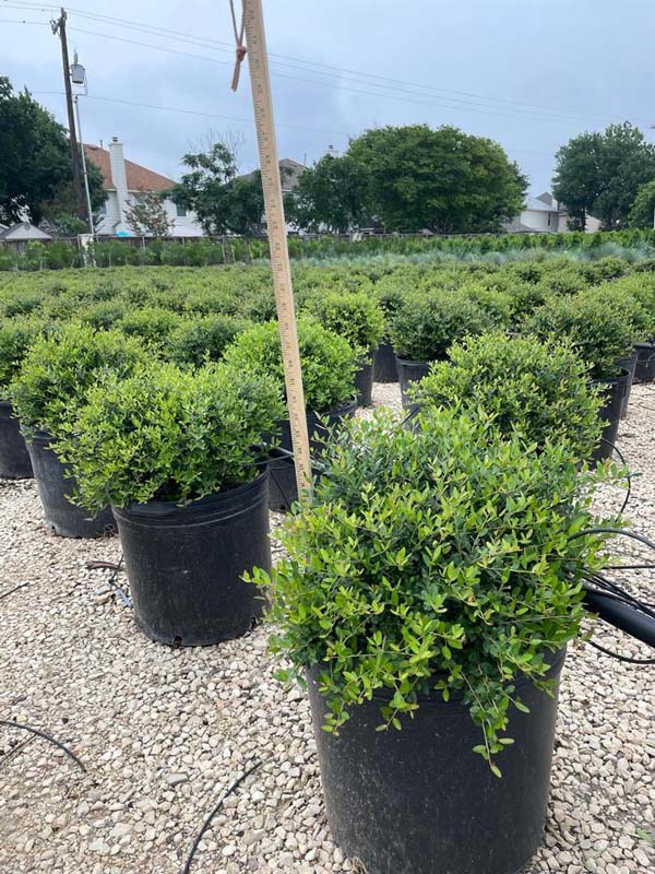 ilex-vomitoria-nana-dwarf-yaupon-holly