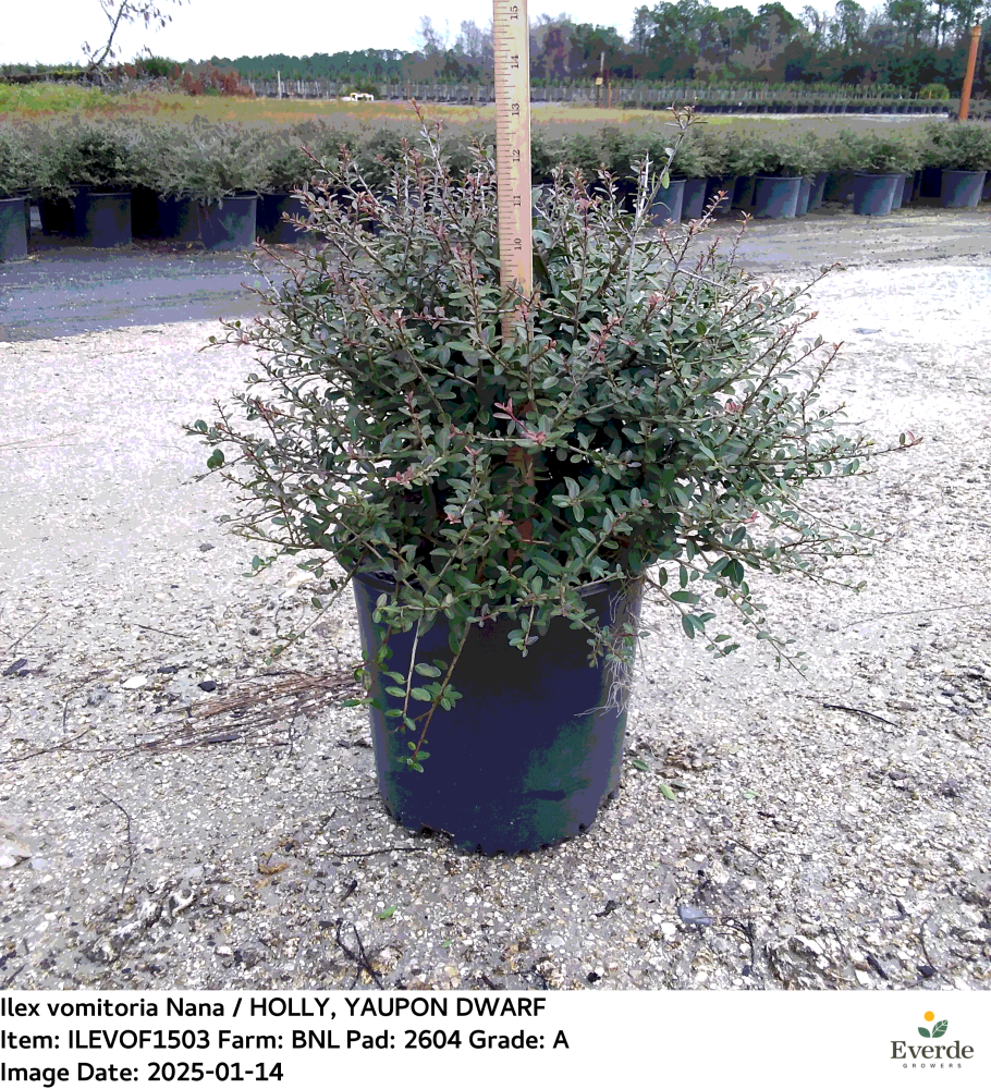 ilex-vomitoria-nana-dwarf-yaupon-holly