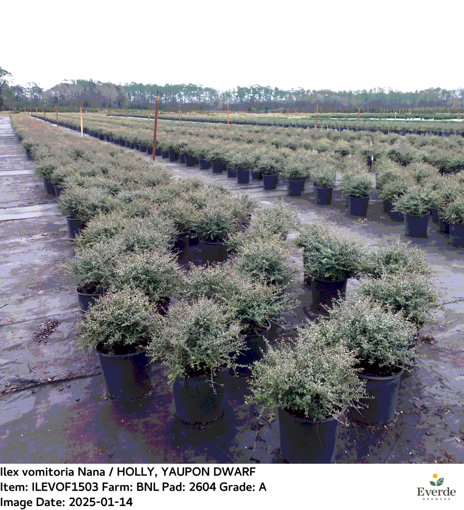 ilex-vomitoria-nana-dwarf-yaupon-holly