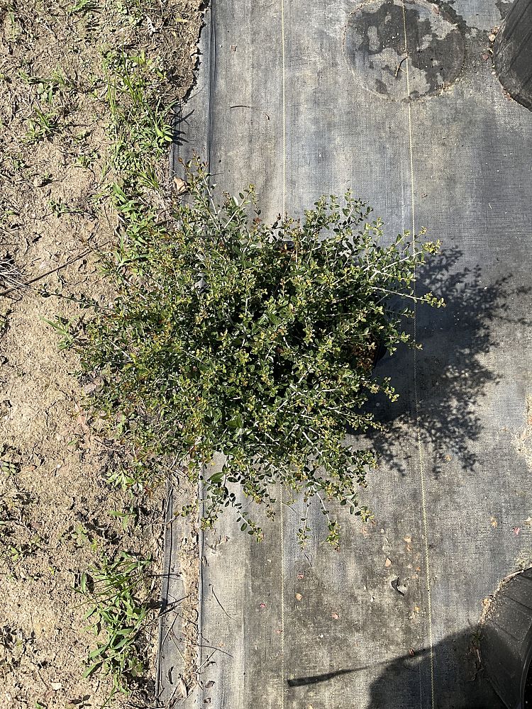 ilex-vomitoria-nana-dwarf-yaupon-holly