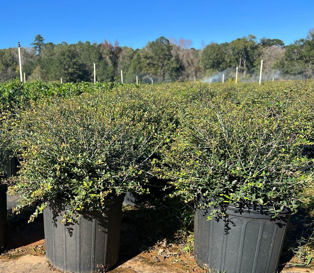ilex-vomitoria-nana-dwarf-yaupon-holly