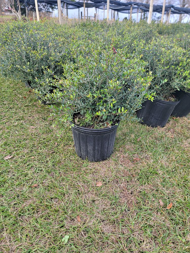 ilex-vomitoria-nana-dwarf-yaupon-holly