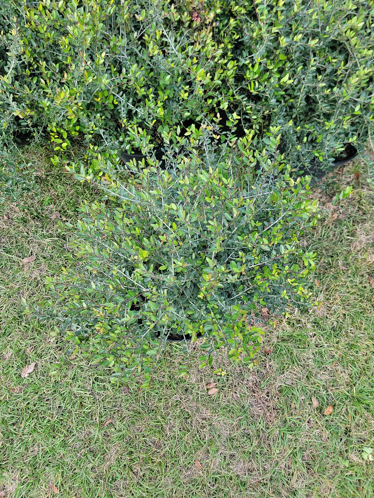 ilex-vomitoria-nana-dwarf-yaupon-holly