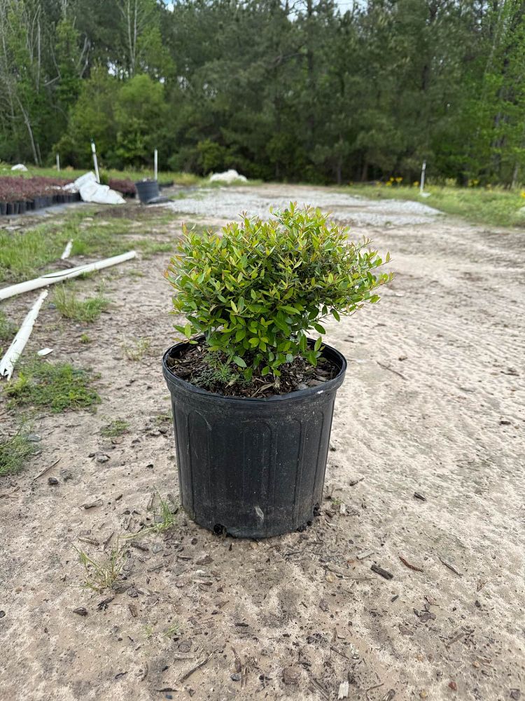ilex-vomitoria-nana-dwarf-yaupon-holly