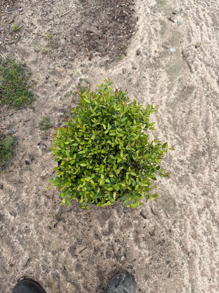 ilex-vomitoria-nana-dwarf-yaupon-holly