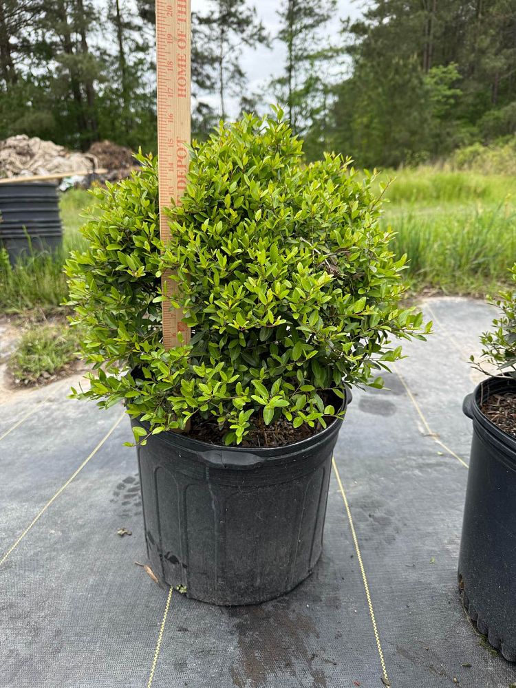 ilex-vomitoria-nana-dwarf-yaupon-holly