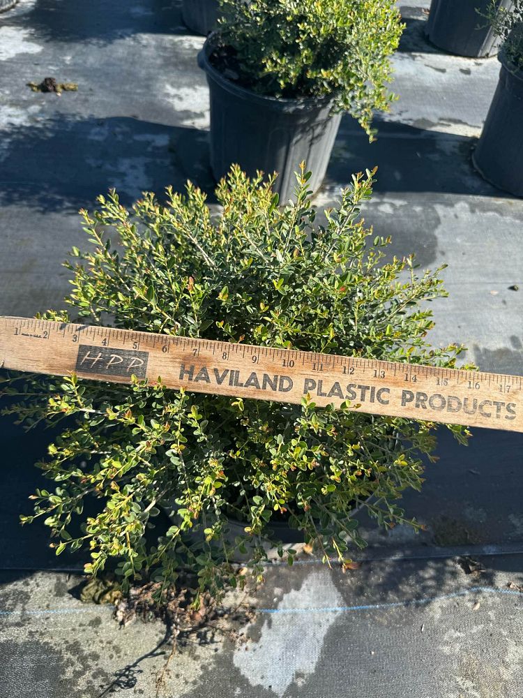 ilex-vomitoria-nana-dwarf-yaupon-holly