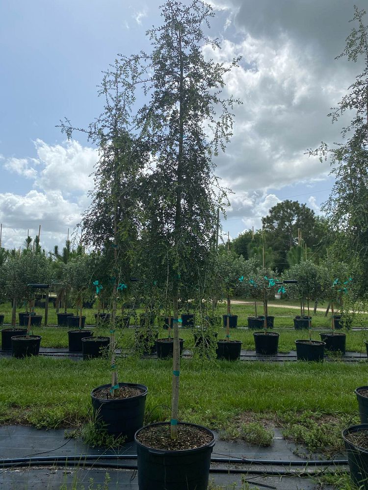 Lancaster Trees & Shrubs