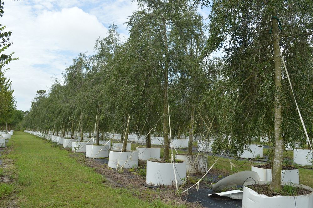 ilex-vomitoria-pendula-yaupon-holly-weeping