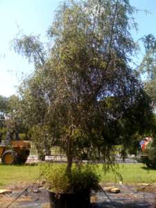 ilex-vomitoria-pendula-yaupon-holly-weeping