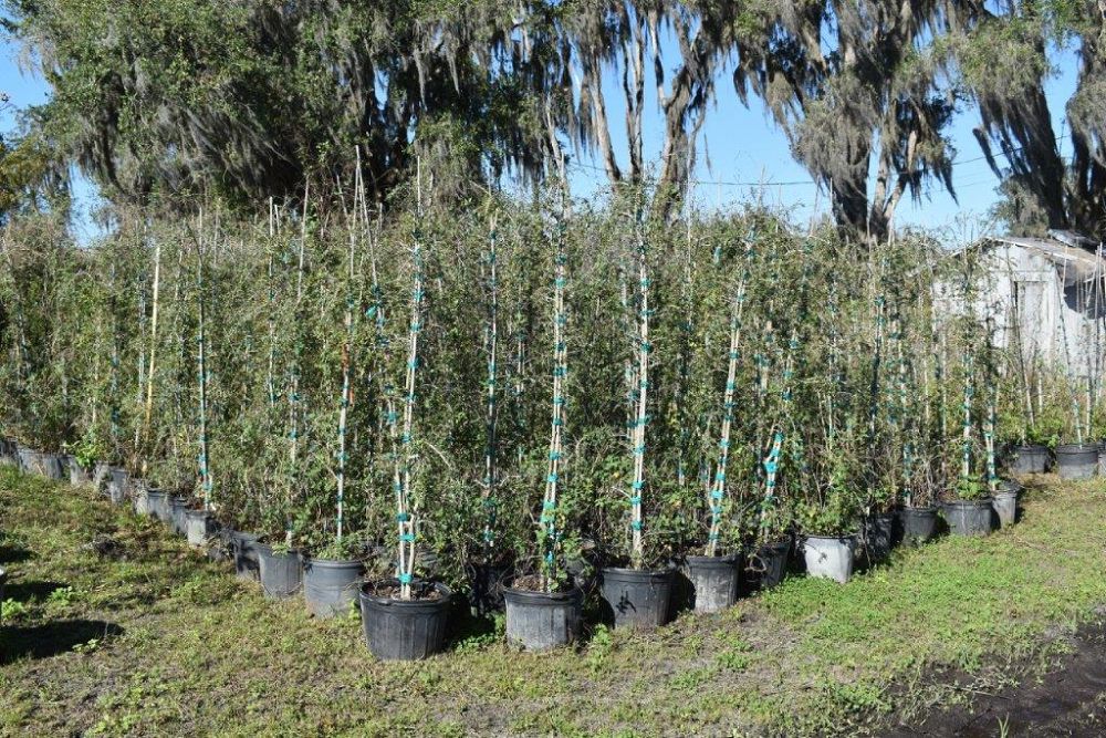 ilex-vomitoria-pendula-yaupon-holly-weeping