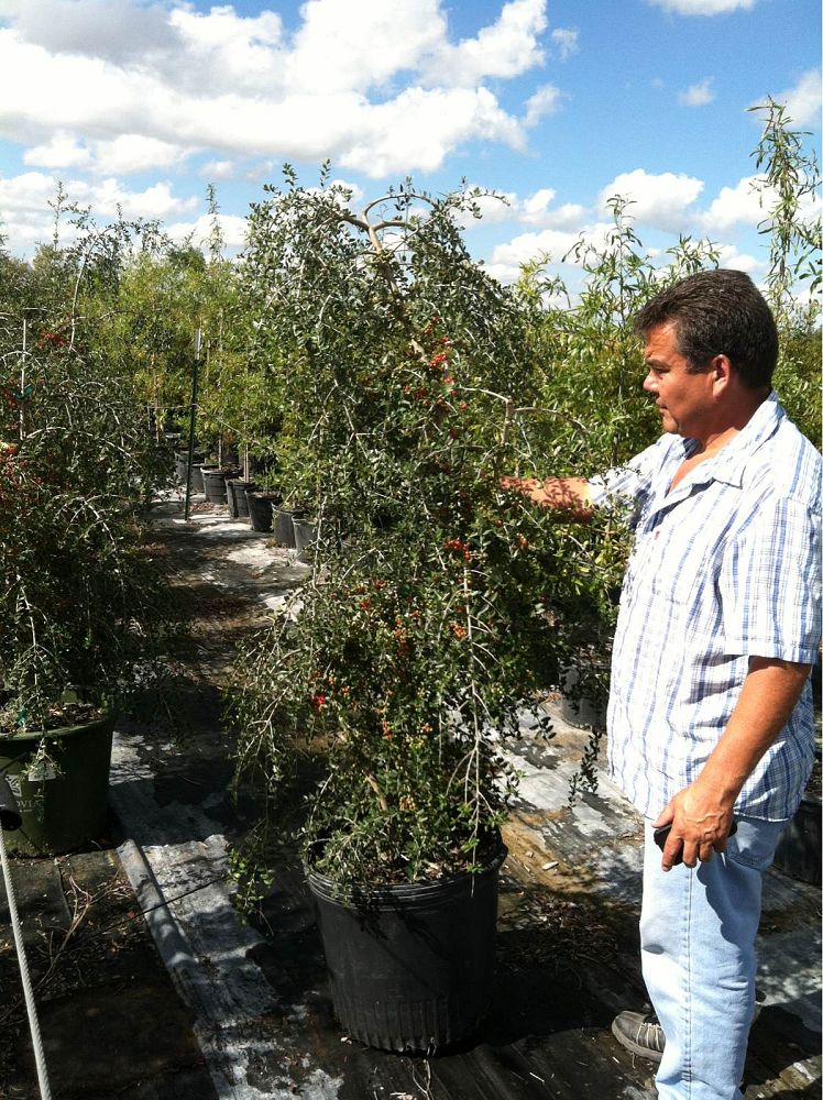 ilex-vomitoria-pendula-yaupon-holly-weeping