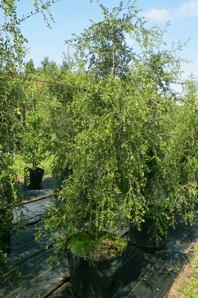 ilex-vomitoria-pendula-yaupon-holly-weeping