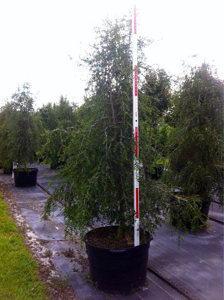 ilex-vomitoria-pendula-yaupon-holly-weeping
