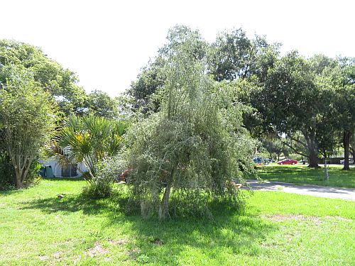ilex-vomitoria-pendula-yaupon-holly-weeping