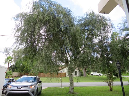 ilex-vomitoria-pendula-yaupon-holly-weeping