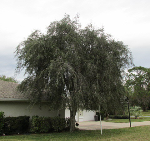 ilex-vomitoria-pendula-yaupon-holly-weeping