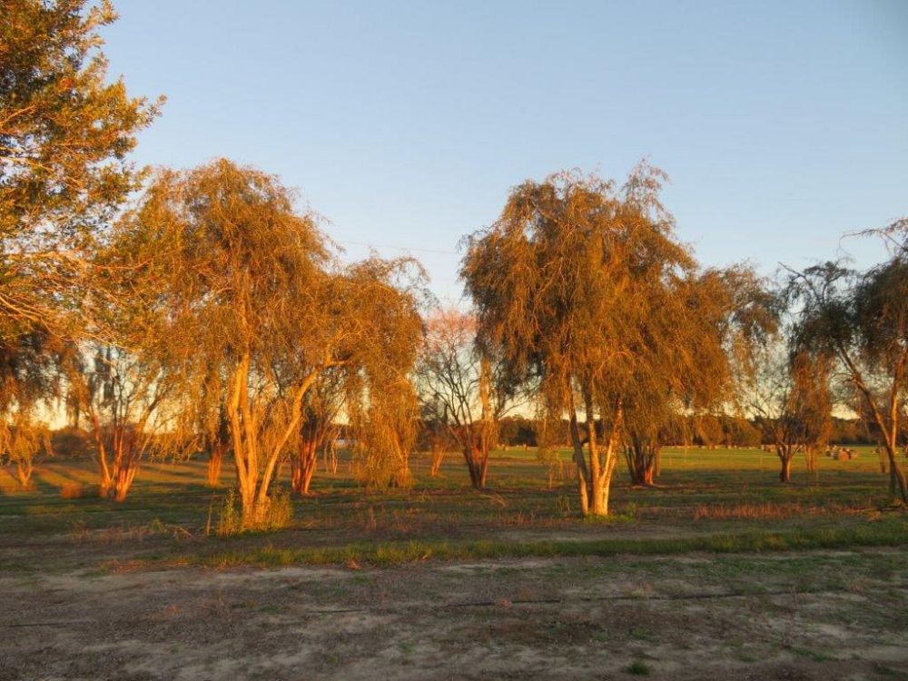 ilex-vomitoria-pendula-yaupon-holly-weeping