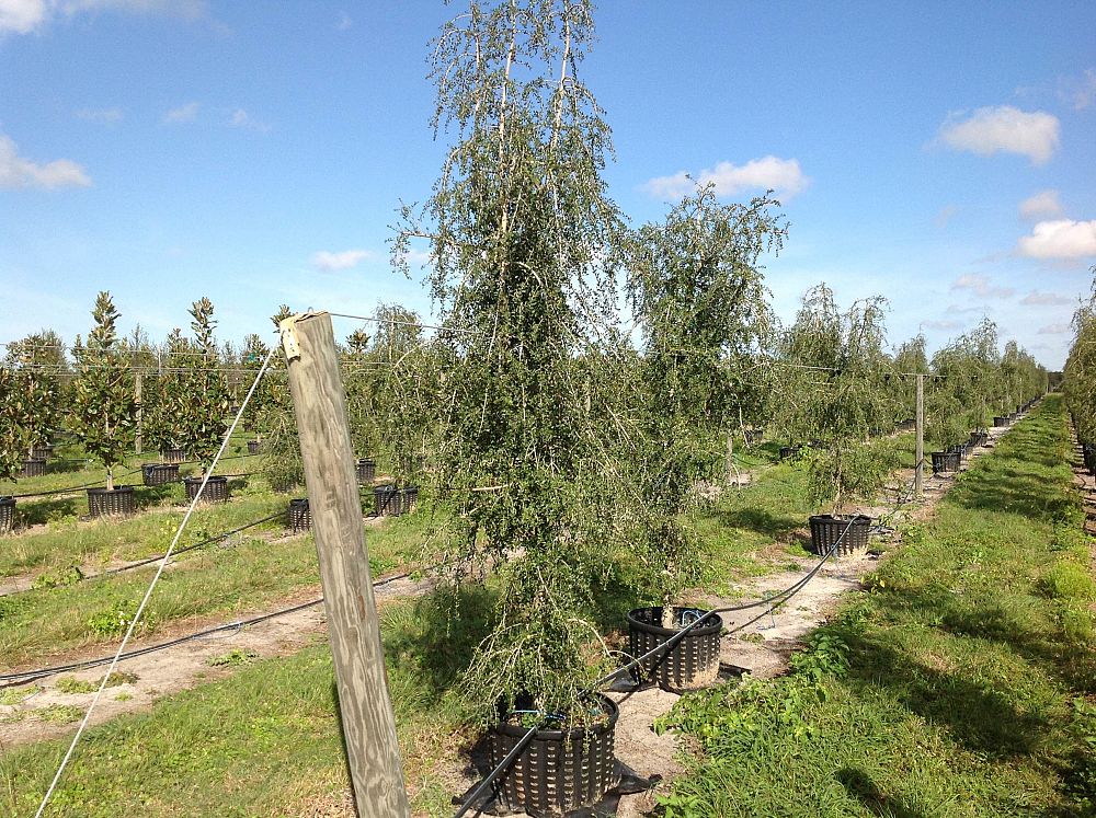 ilex-vomitoria-pendula-yaupon-holly-weeping