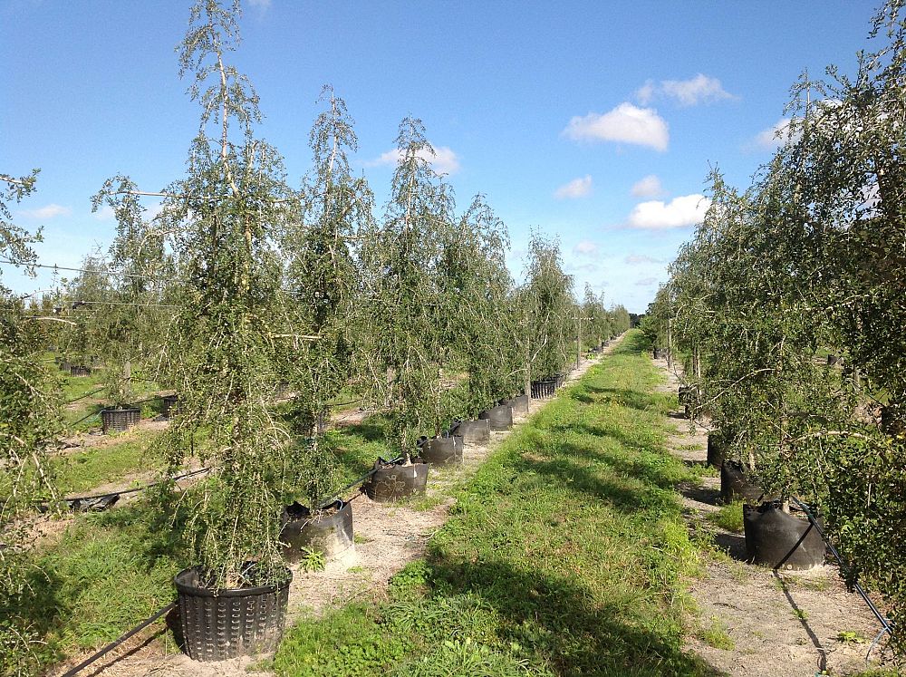 ilex-vomitoria-pendula-yaupon-holly-weeping