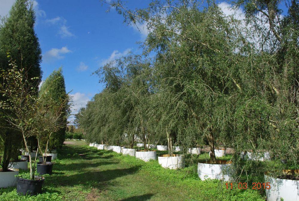 ilex-vomitoria-pendula-yaupon-holly-weeping