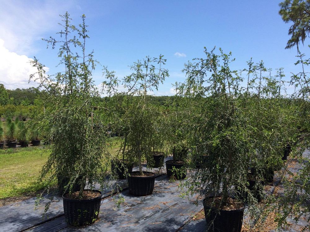 ilex-vomitoria-pendula-yaupon-holly-weeping