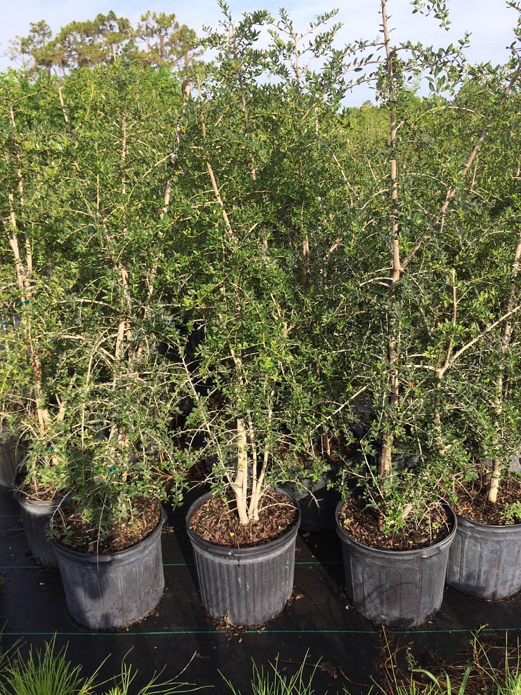 ilex-vomitoria-pendula-yaupon-holly-weeping
