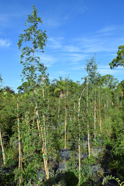ilex-vomitoria-pendula-yaupon-holly-weeping
