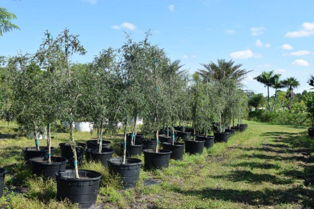 ilex-vomitoria-pendula-yaupon-holly-weeping